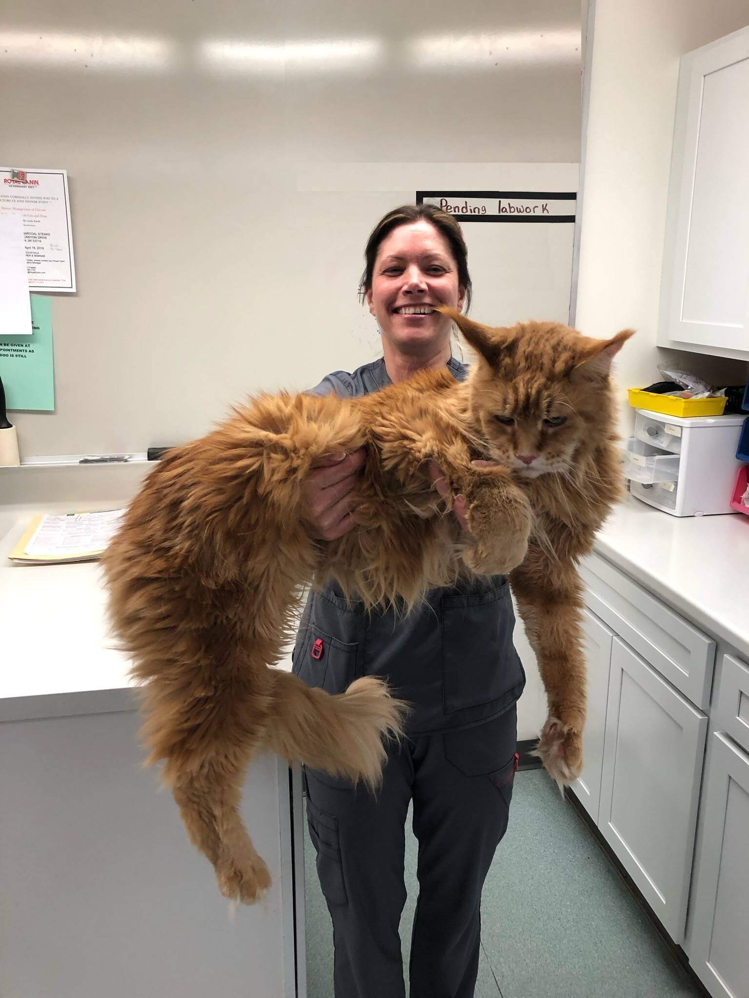 staff holding big cat
