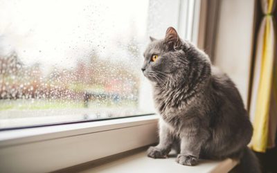 Can Cats Have Asthma? What Madison, WI Cat Owners Should Know