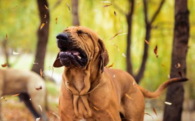 Common Types and Causes of Allergies in Dogs in Madison, WI