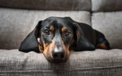 Dog Kidney Failure: What You Need to Know in Madison, WI