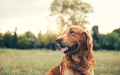 Symptoms of Kennel Cough for Dog Owners in Madison, WI