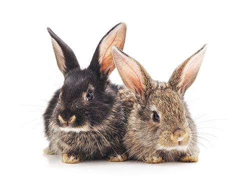 two-rabbits-next-to-each-other